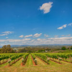 elmswood estate - social