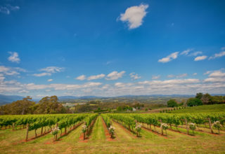 elmswood estate - social