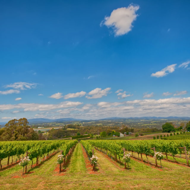elmswood estate - social