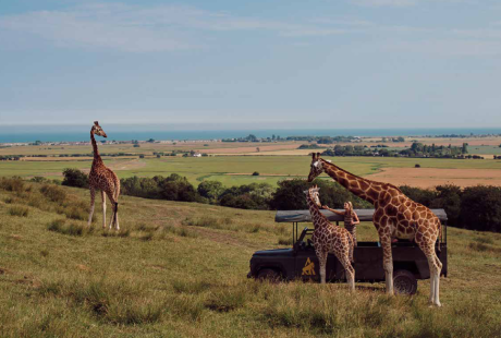 Port Lympne Hotel & Reserve