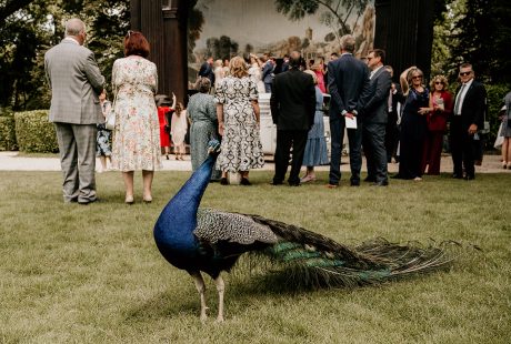 Peacock Standing Guests At Larmer Tree