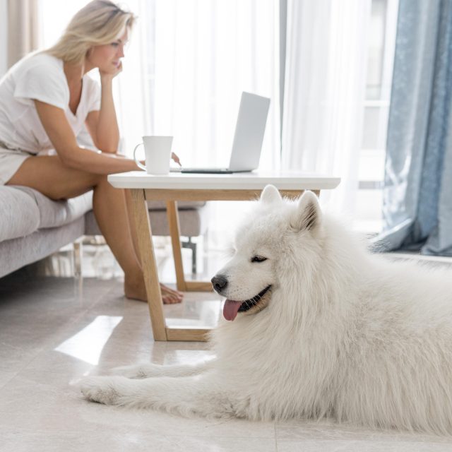 Pet-Friendly Hotels for Your Next Melbourne CBD Corporate Retreat