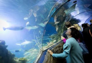 Sea Life Aquarium Event Photography Inside Tunnel Guests Pic