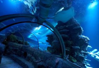 Sea Life Aquarium Event Photography Inside Tunnel Pic