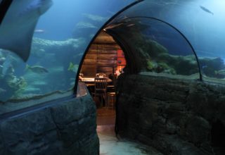 Sea Life Aquarium Event Photography Tunnel Shot