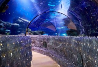 Sea Life Aquarium Event Photography Inside Tunnel