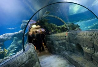 Sea Life Aquarium Event Photography Tunnel