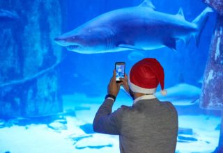 Sea Life Aquarium Event Photography Shark
