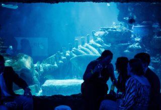 Sea Life Aquarium Event Photography Ocean Area