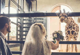 London Zoo Wedding White Ribbons Photography Couple Giraffe Image