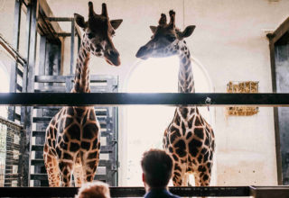 London Zoo Wedding Photography Bride And Groom