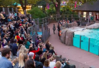 london zoo – penguins