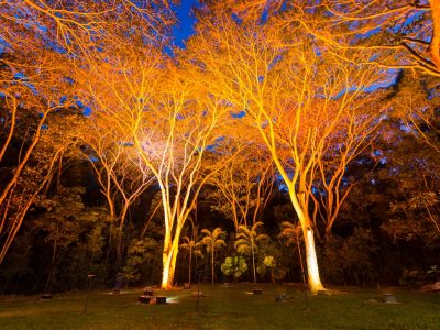 Flames of the Forest